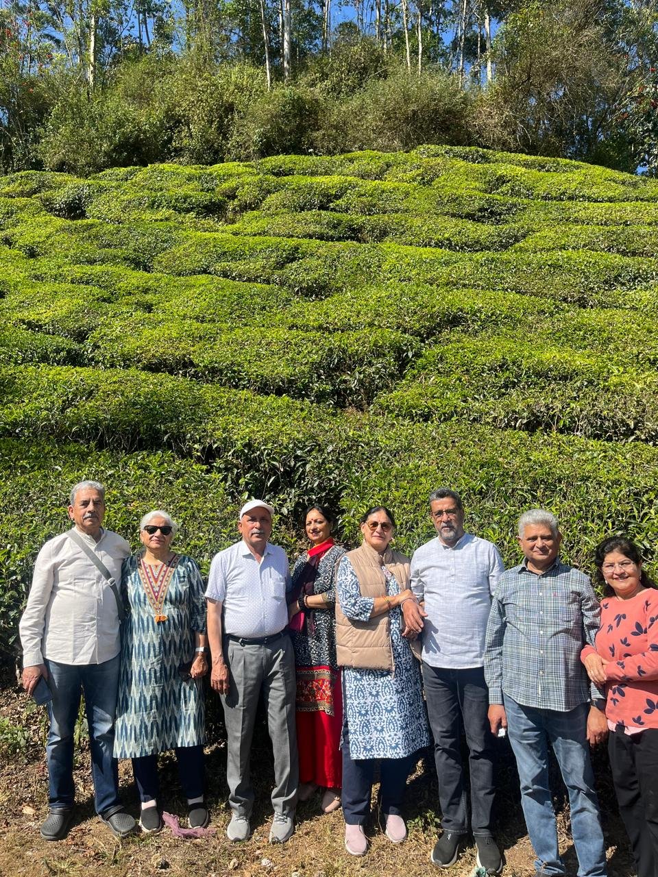Tea gardens